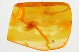 Detailed Fossil Spider (Araneae) In Baltic AmberDetailed Fossil Spider #325433-1